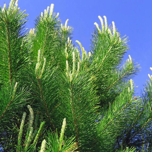 Pine Scotch Organic 100% Pure Essential Oil -10ml– Pinus Sylvestris