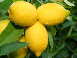 Lemon 'ORGANIC' 100% Pure Essential Oil – 10ml Citrus Limon