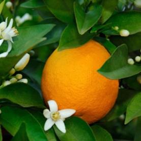 Orange, Sweet ORGANIC 100% Pure Essential Oil –10ml-  Citrus Sinensis